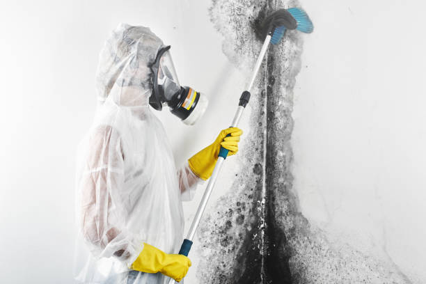 Best Asbestos and Lead Testing During Mold Inspection  in Mount Zion, IL