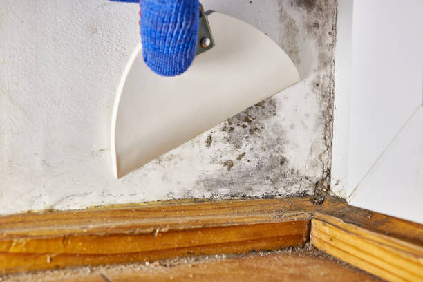 Asbestos and Lead Testing During Mold Inspection in Mount Zion, IL